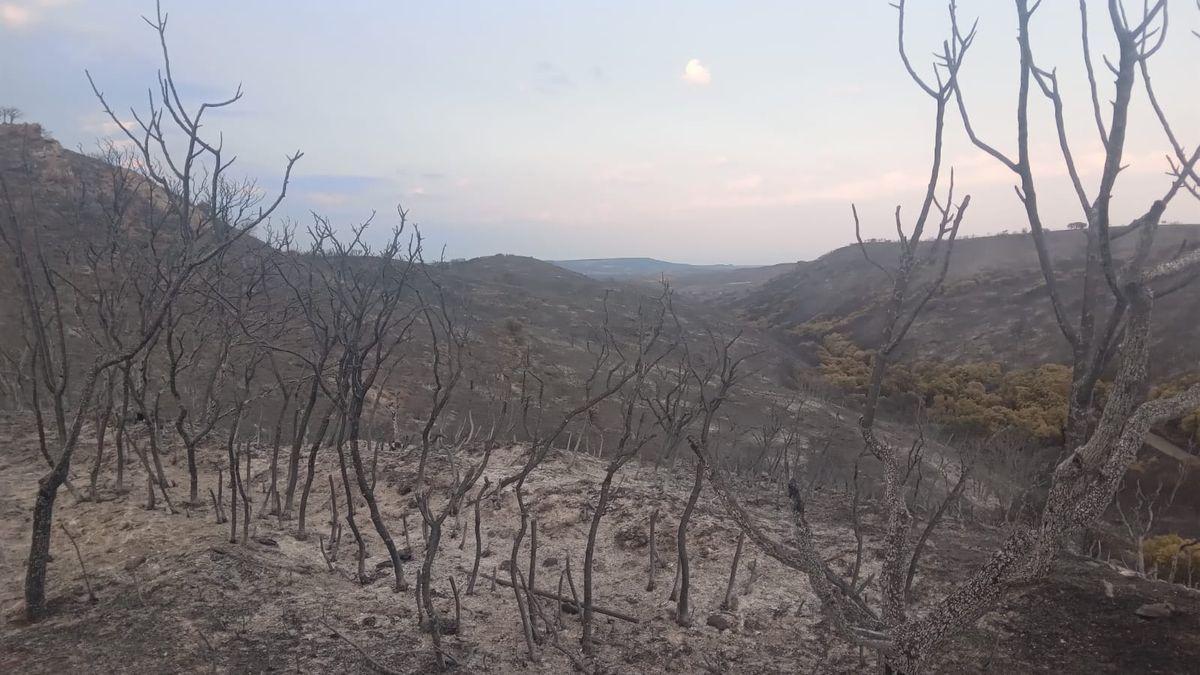 El campo de almendros de Julio Embid fue pasto de las llamas en Vera del Moncayo.