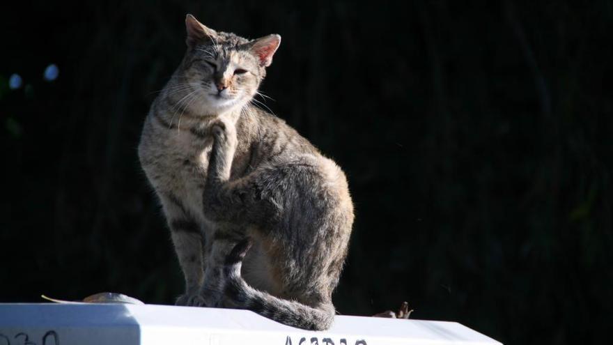 La campaña afectará a gatos callejeros