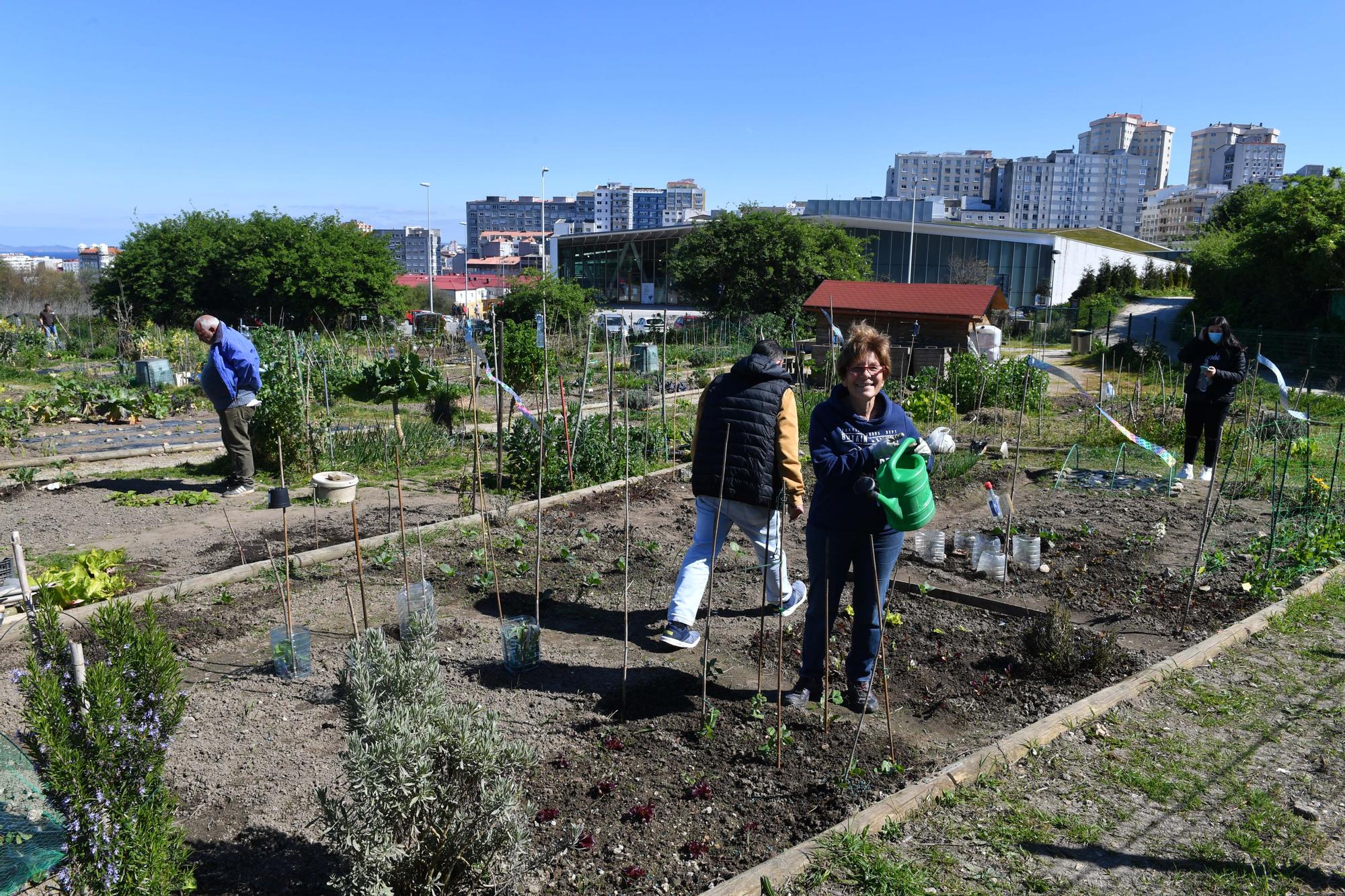 Huertos urbanos de A Coruña, un ocio saludable