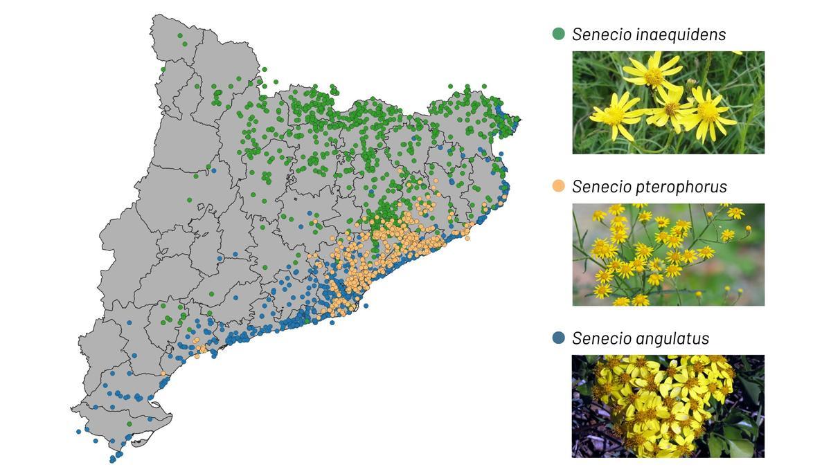 Distribución en Cataluña de varios senecios invasores