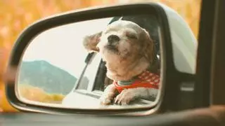 ¿Viajas con tu perro en el coche? La advertencia de la DGT que debes conocer