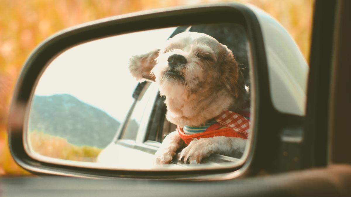 Llevar a tu perro en coche: La guía de la DGT que todo amante de los perros necesita leer