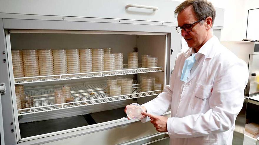 Pedro Pablo Gallego, futro responsable del Fototrón, en su laboratorio de biotecnología vegetal