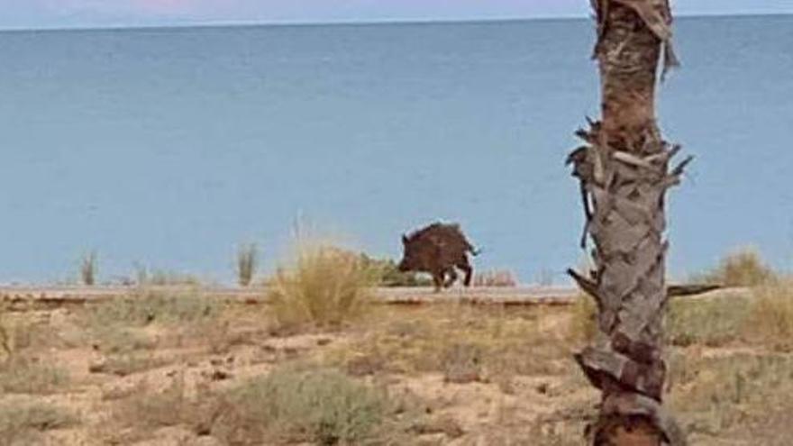 Un jabalí llega hasta la playa de Peñíscola