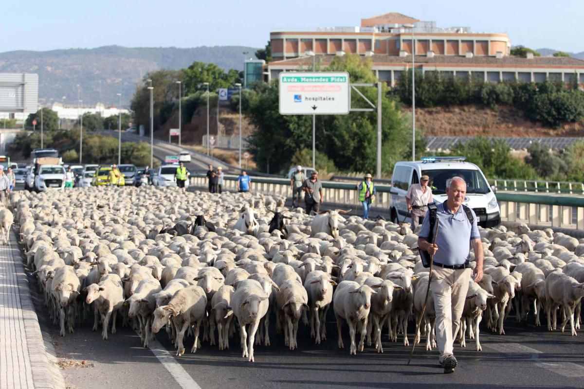 Las ovejas, a su paso por Córdoba