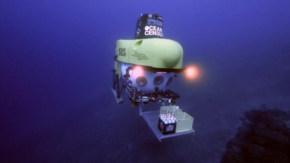 Submarino de Ocean Census, una de las iniciativas para buscar nuevas especies