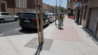 Los vecinos de Carrús en Elche recelan de sus nuevos árboles y alcorques
