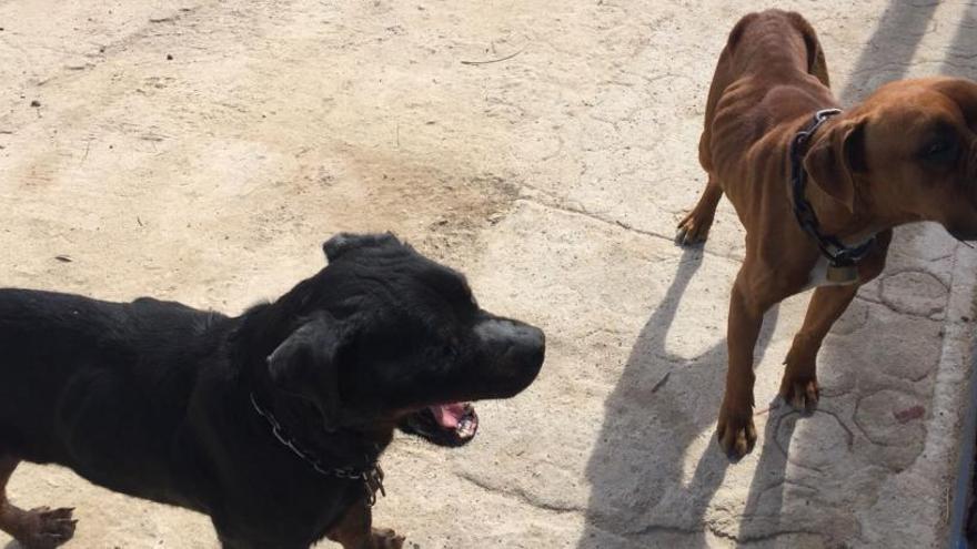 Los perros rescatados en Torrellano por la Policía Local de Elche