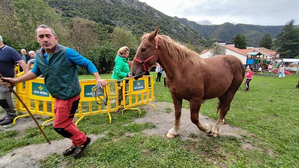 Juan Ramón Vega, concejal de ganadería de Caso, con un caballo. | D. O.