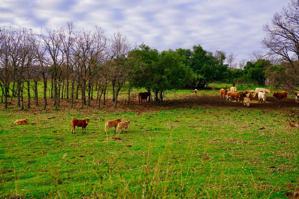 Pastos y vacas en Horcajo de la Sierra, Madrid