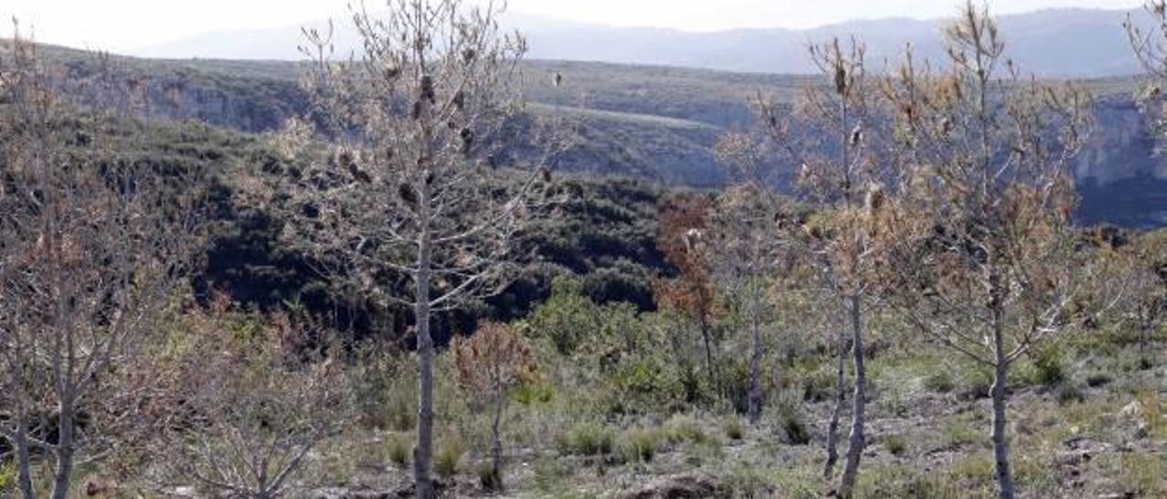 La sequía se agrava en la Ribera al ser la comarca con mayor déficit de lluvias