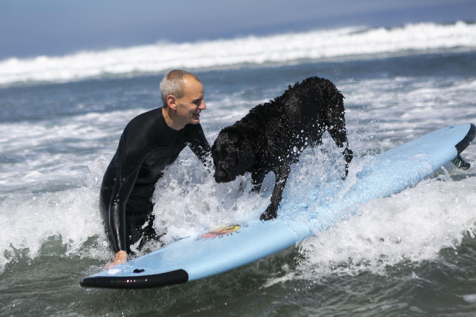 En imágenes: así fue el campeonato de surf para perros en Salinas