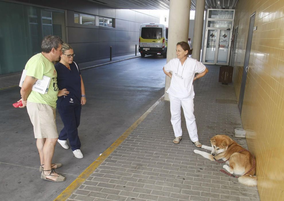 Una gossa fa dies que espera en un hospital a la seva propietària