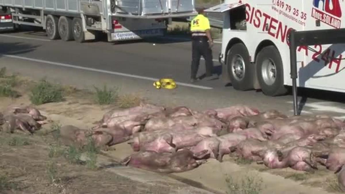 Accidente de un camión que transportaba cerdos en la A-2 en Lleida, sentido Barcelona.