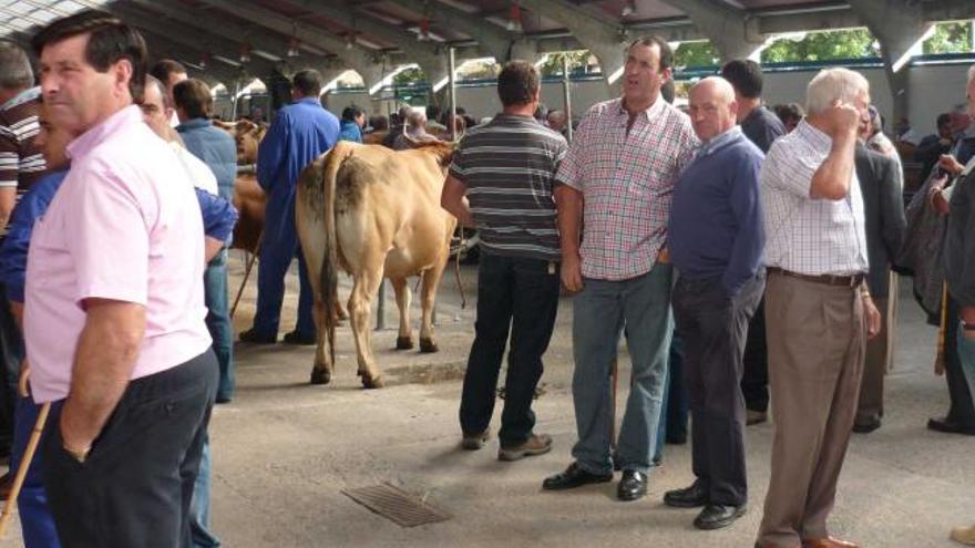 feria de san mateo. Los ganaderos de Cangas del Narcea celebraron la feria de San Mateo en el recinto de La Himera, con buena afluencia de público y de reses: unas 350 cabezas de vacuno y unos 150 cerdos.