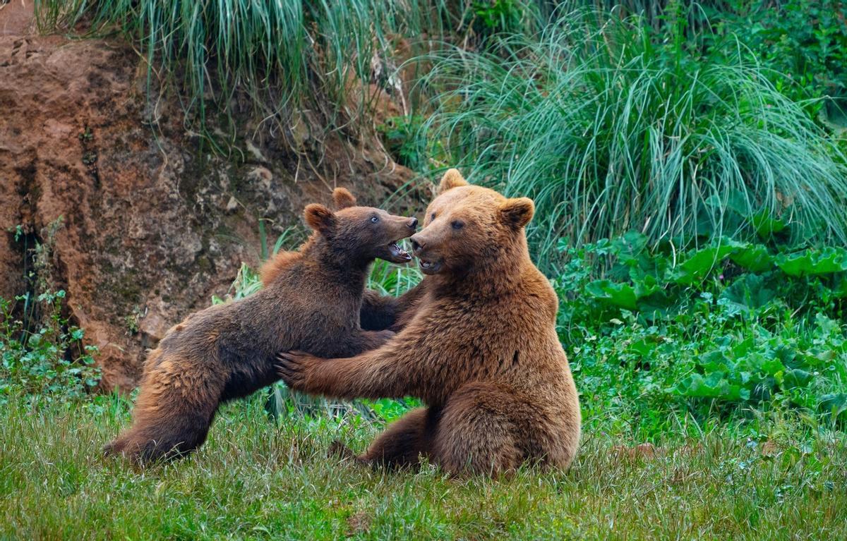 Imagen de dos osos pardos jugando en el medio natural