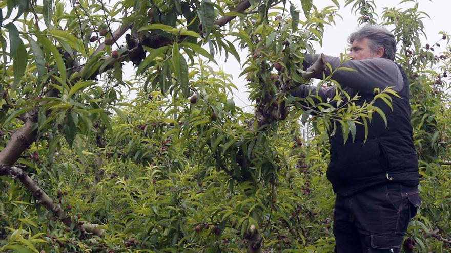 La fruta de verano resiste pese a la sequía