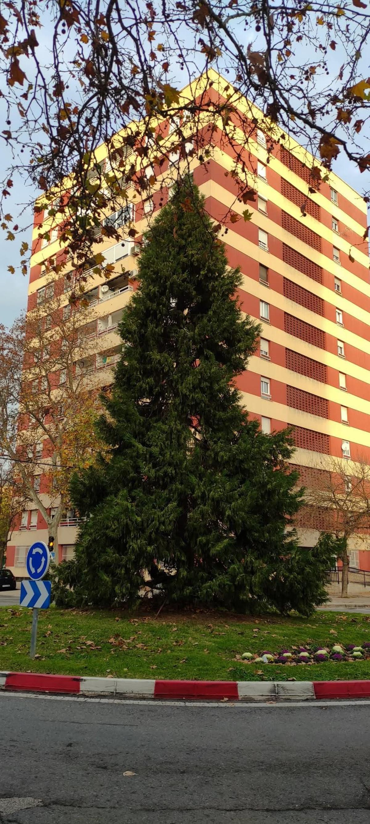 El abeto que un vecino ha propuesto que se ilumine en la avenida de la Hispanidad de Cáceres.