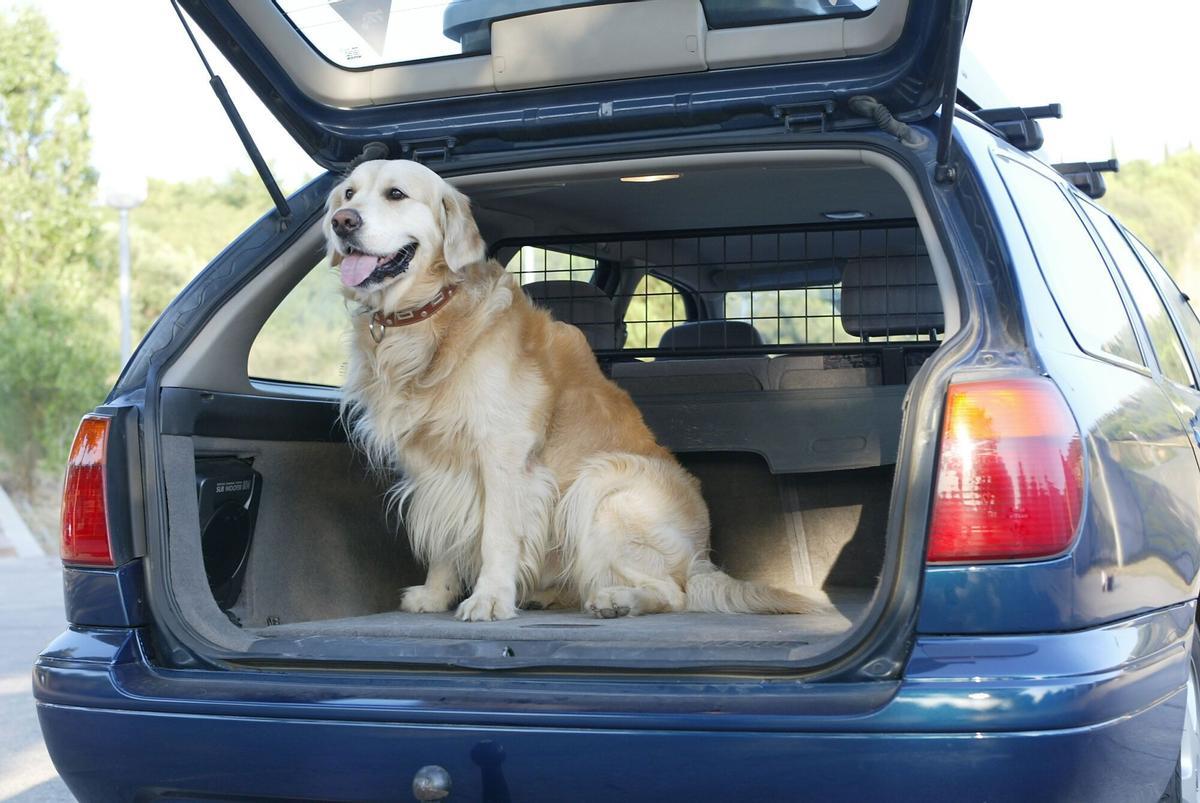 Un perro de la raza Golden Retriever posa en el maletero de un coche, en el que se dispone a viajar.