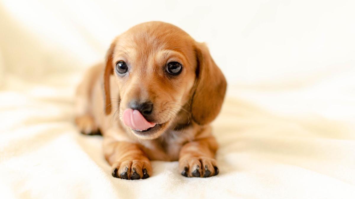 Los perros utilizan el sentido del gusto para comunicarse.