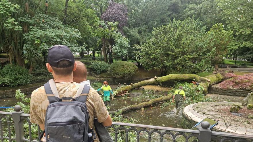 Cae un roble centenario sobre el estanque de los patos del Campo San Francisco.