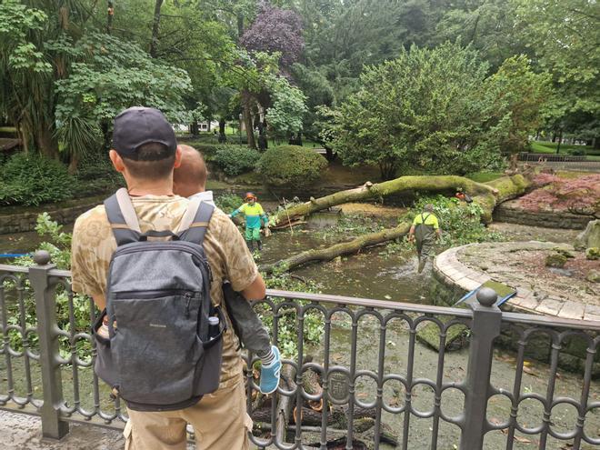 Cae un roble centenario sobre el estanque de los patos del Campo San Francisco.