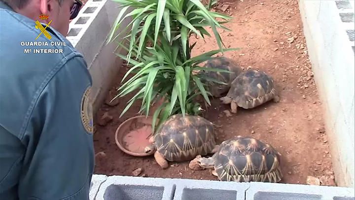 Polizei fasst Schildkröten-Schmuggler