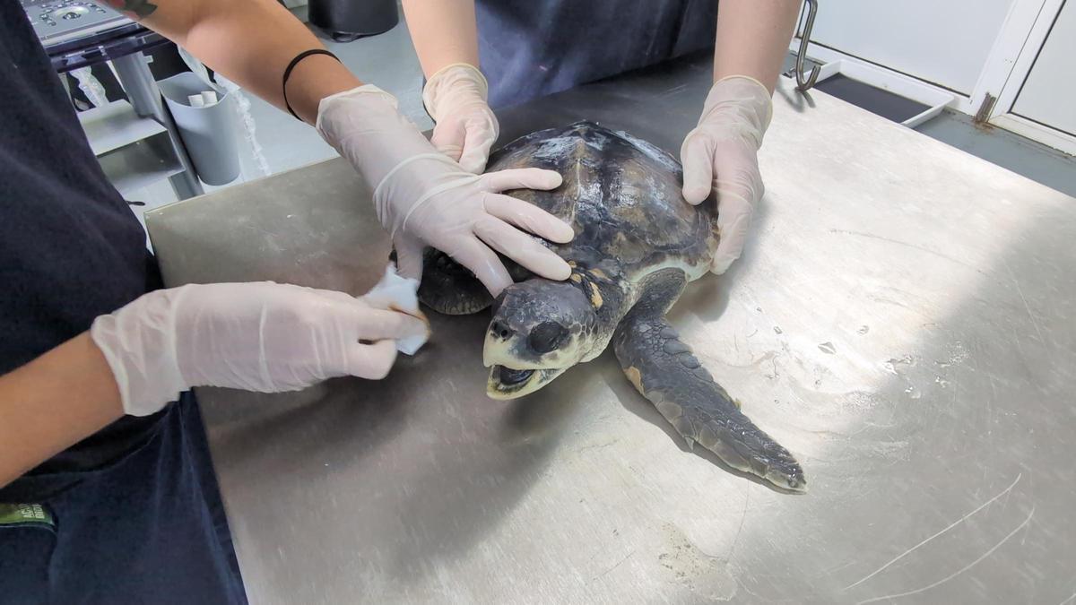 La tortuga recuperada, durante un tratamiento.