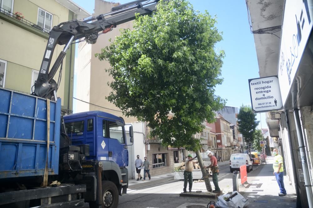 Los árboles, víctimas de la reforma de O Burgo