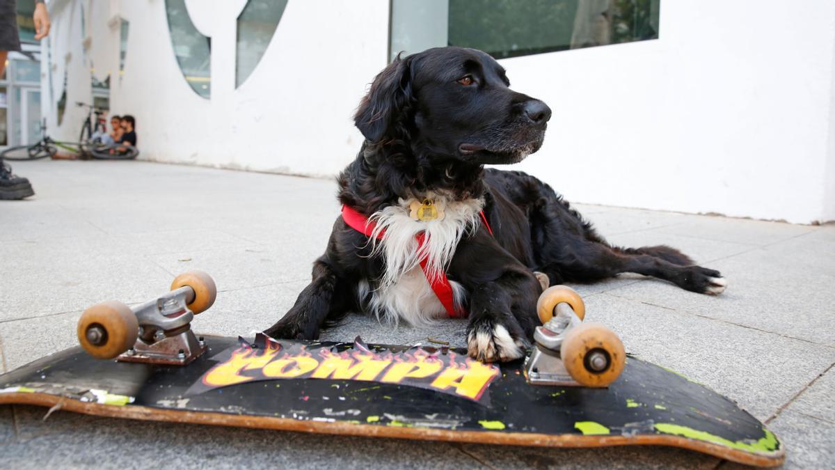 Así patina Compa, el perro skater de Barcelona. 