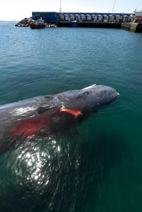 TELDE  13-03-19   TELDE. Localizan a una ballena cachalote hembra de nueve metros muerta flotando en la costa de Telde, la cual fue trasladada hasta el muelle de Taliarte a la espera de sus traslado al vertedero de Juana Grande donde le practicaran la necropsia. FOTOS: JUAN CASTRO