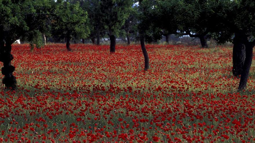 Campo de amapolas en Santa Eulària.