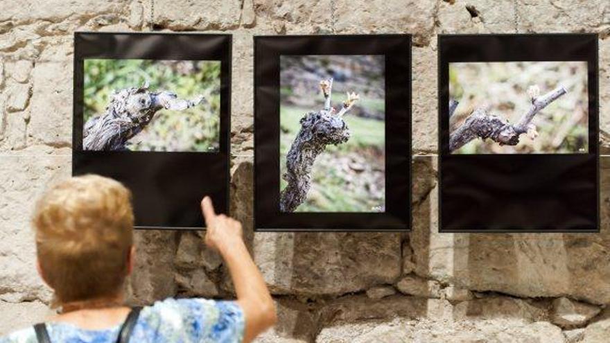 Mirades diferents amb el cep de vinya com a únic protagonista