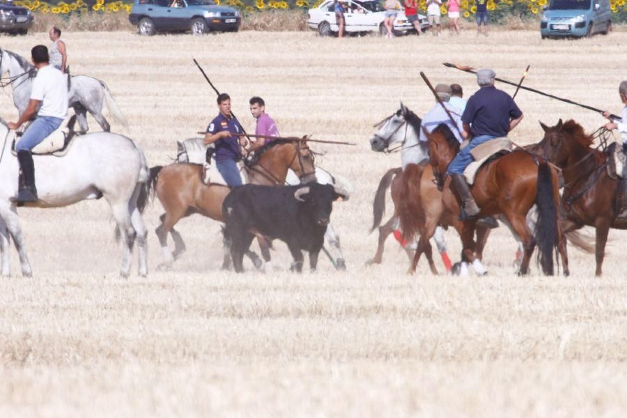 Fiestas en Zamora: Encierro campero en VIllaescusa