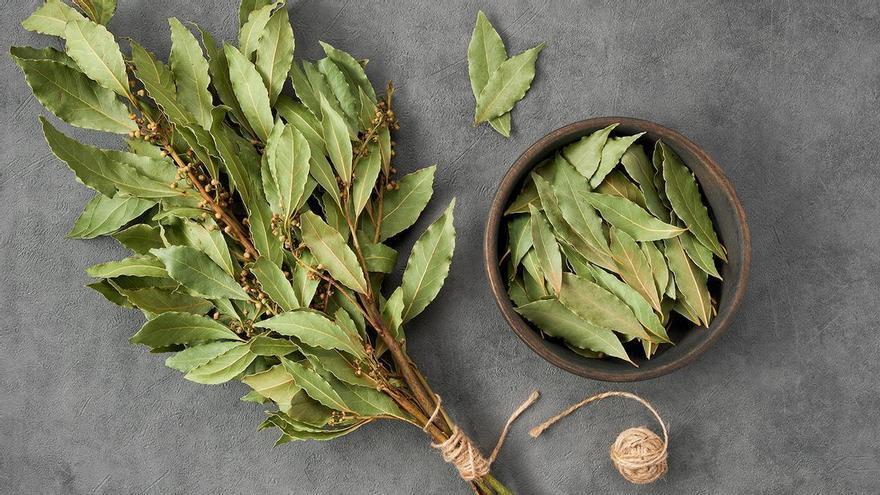 HOJA LAUREL BAJO LA ALMOHADA: Poner una hoja de laurel debajo de la almohada:  la solución que cada vez hace más gente (y con razón)