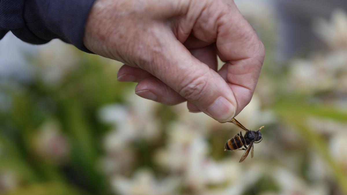Un hombre sujeta una velutina por las alas