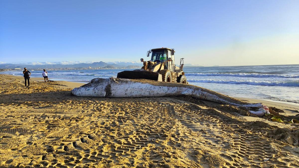 La ballena encontrada en la playa de El Altet