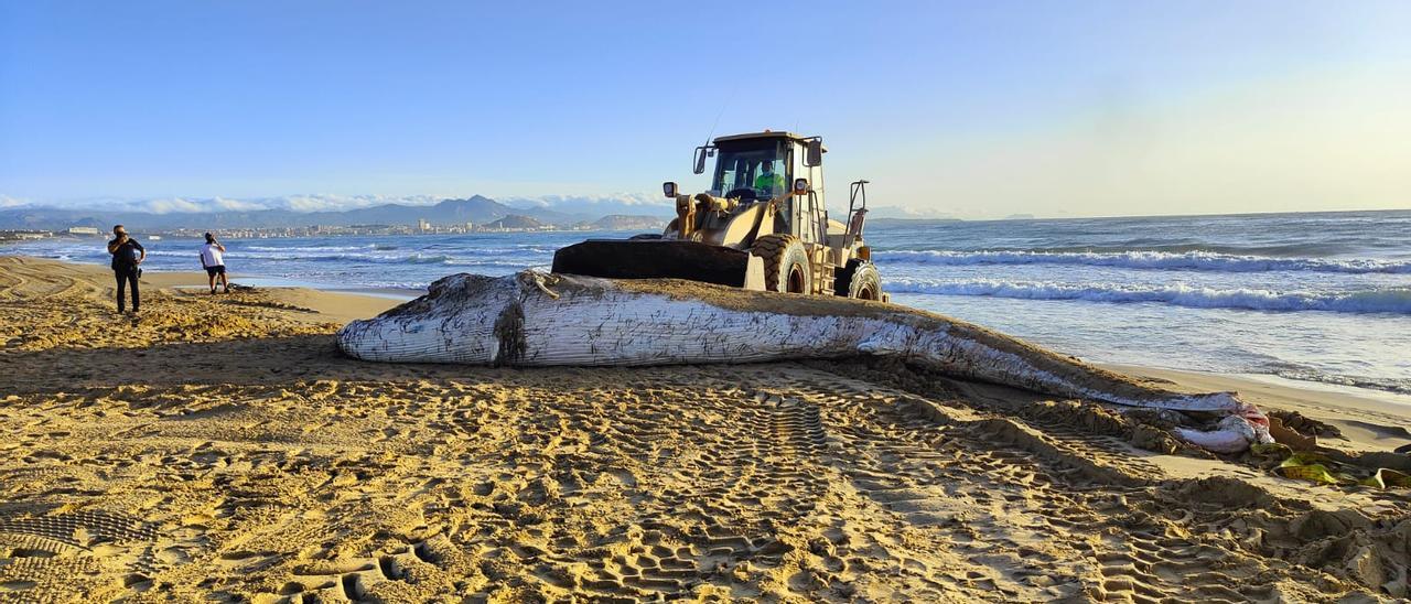 Retiran a la ballena que ha aparecido esta mañana en la playa de El Altet