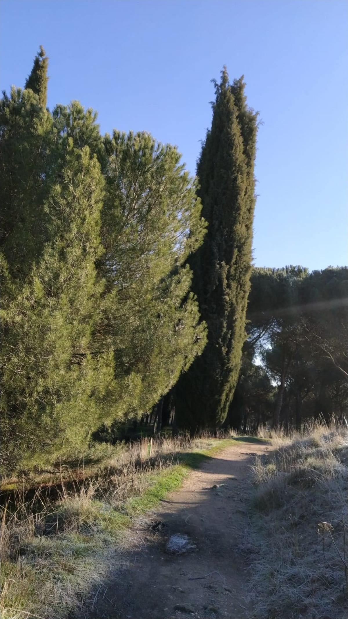 Resultados del plan Renaturaliza en el bosque de Valorio de Zamora: plantación de 4.400 árboles
