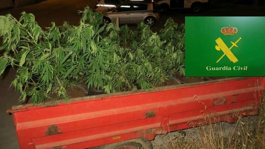 El remolque del tractor, cargado de marihuana. // Guardia Civil