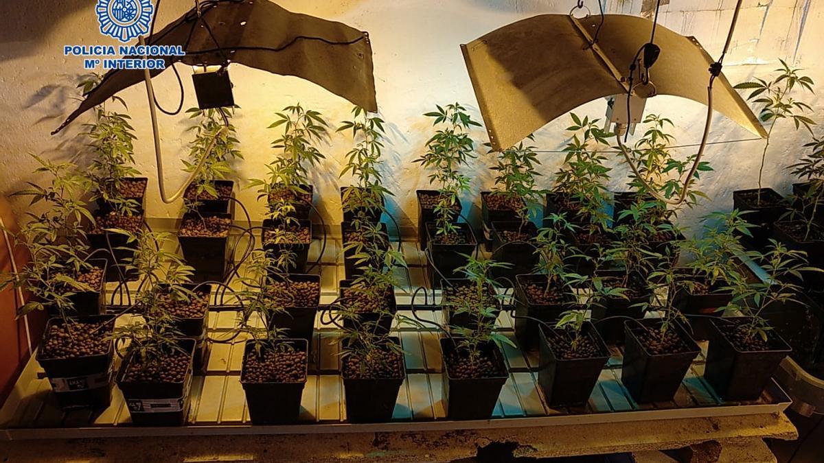 La Policía Nacional erradica varias plantaciones de marihuana en varias localidades de Zaragoza, Huesca y Teruel