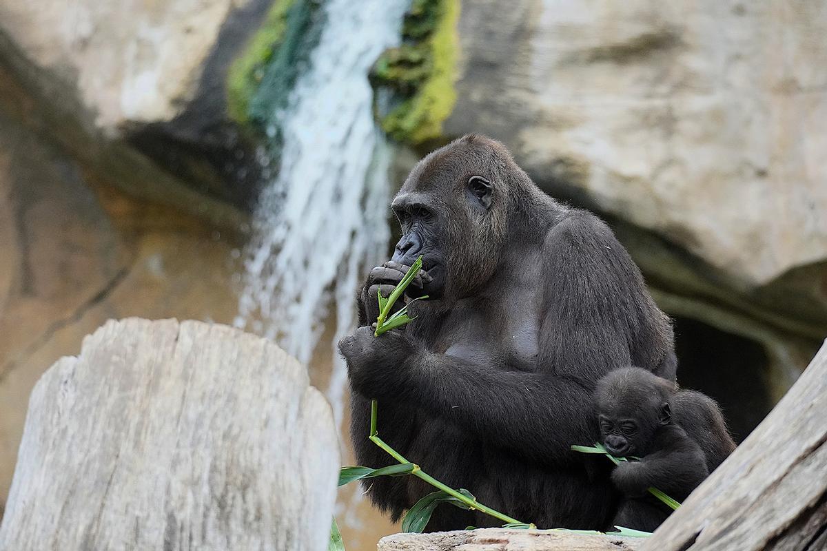 Bioparc está repleto de hermosos animales