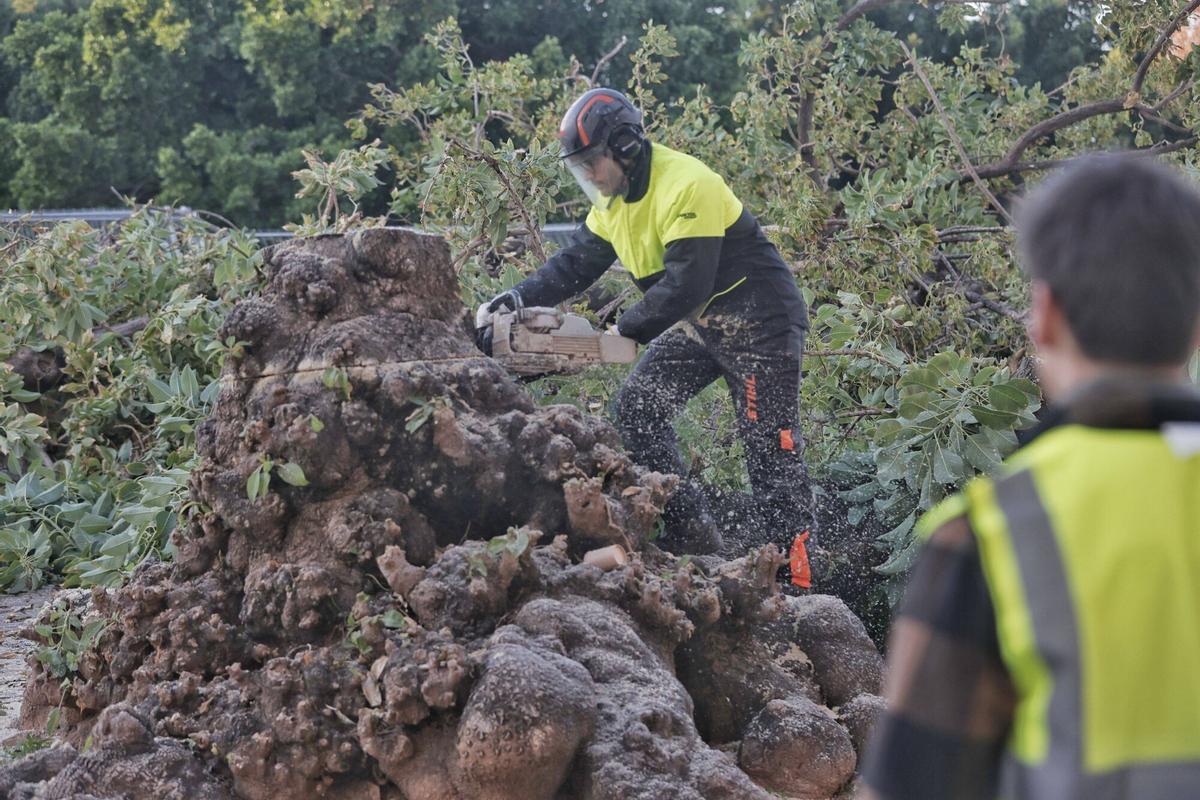 Así ha sido la tala de los bellasombra de la plaza Llorenç Villalonga