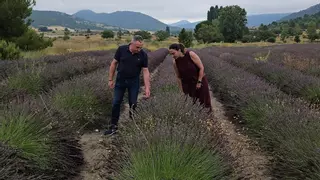 La Región, líder mundial en cultivo de espliego