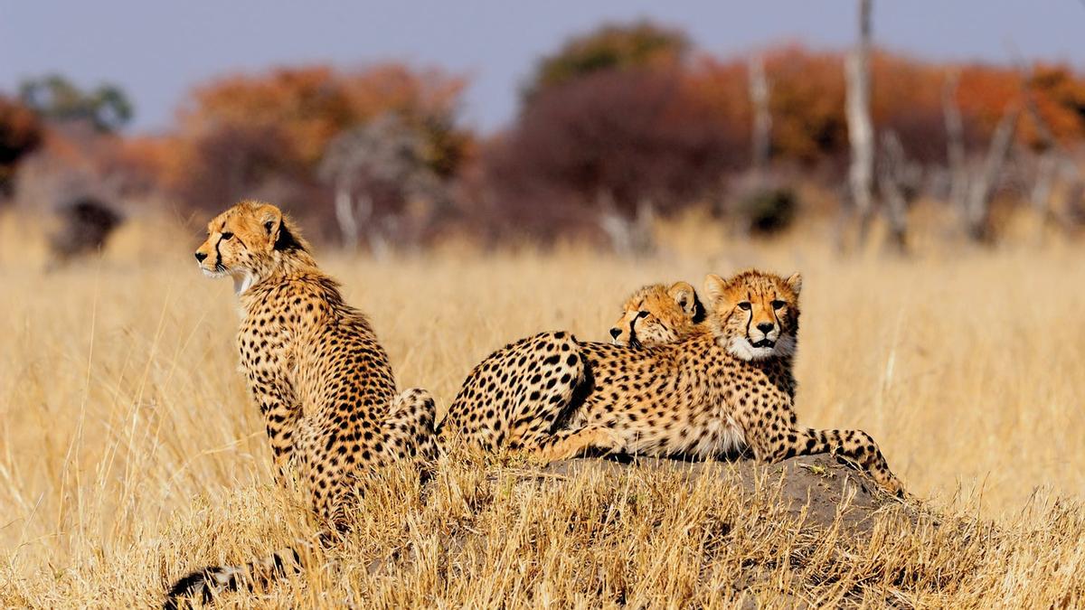 Safari Zimbabue, tierras del rey salomon