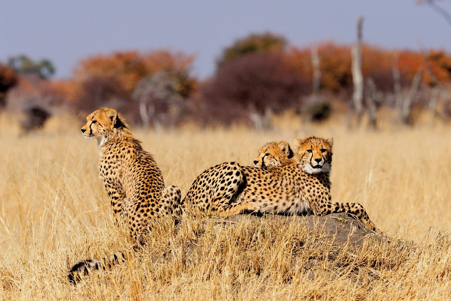 Safari Zimbabue, tierras del rey salomon