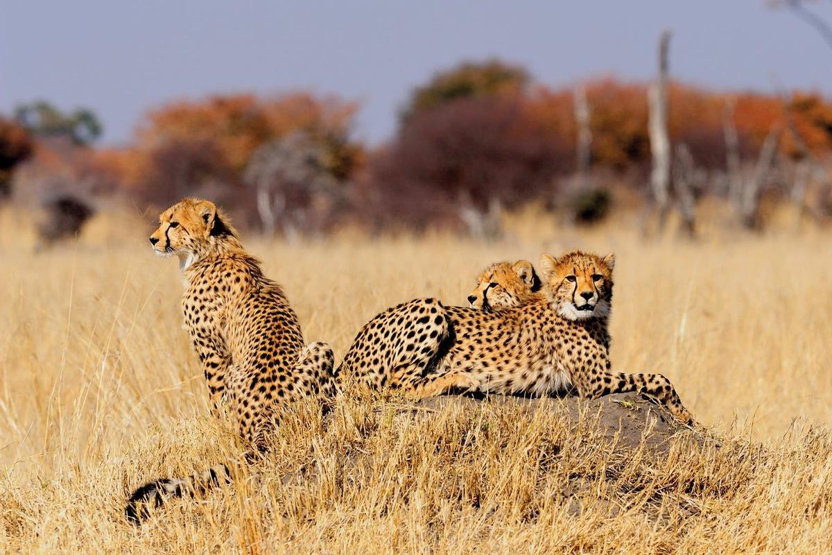 Safari Zimbabue, tierras del rey salomon