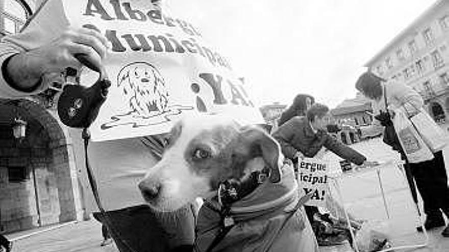 La concentración de ayer de la Plataforma Pro Albergue de Animales.