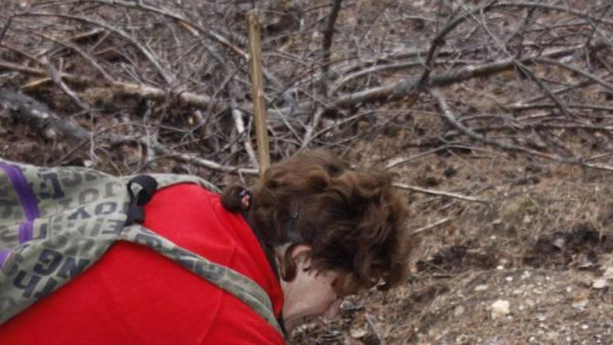 Una mujer recoge un boletus en la comarca de Sanabria.