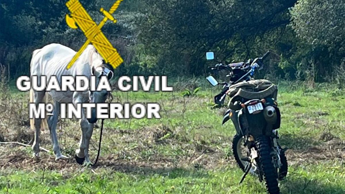 Tres investigados por el robo de un caballo en Cerceda.